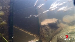 A new underwater staircase at Jolimont Creek Weir is set to boost fish populations and aquatic ecosystems. There's also expected to be a ripple effect for tourism and anglers. 7NEWS at 6pm. #7NEWS | 7NEWS Mackay
