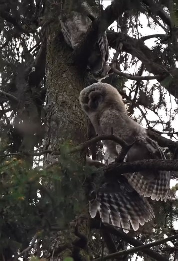 Searching for owls | Patience and persistence in wildlife photography