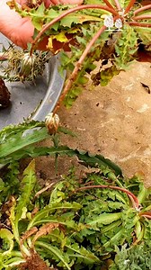 Foraging in Lebanon, a springtime celebration of Nature and Traditions #storiesoflebanon #lebanon #juniperscent #juniperscents #culture #food #edibleplants | Juniper Scent