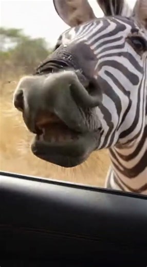 When a Zebra Breathes in Your Face 😂💀