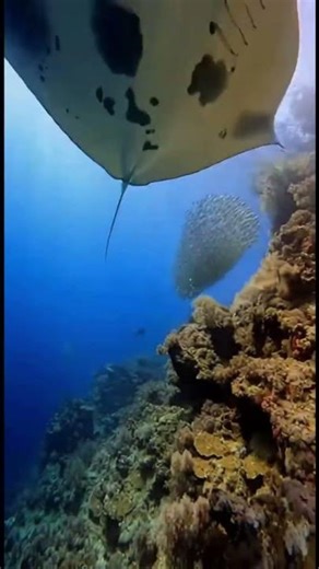 Reef Manta Ray — Close Pass on the Coral Wall