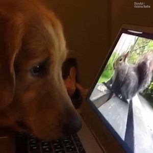 "My dog couldn't stop staring at this squirrel on my laptop" 😂🐿️ | LADbible