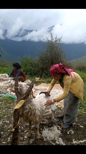 Wool Processing and Shearing Techniques Explained
