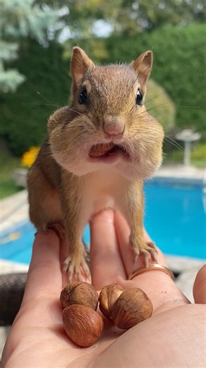 His face at the end 😂 🐿️ Claude / 🧑‍🎨 Claude Monet | Van Gogh the Chippy