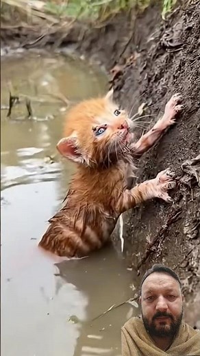 The man saved the kitten, fed it, and provided it with a personal home. 😭