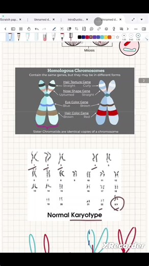 Homologous Chromosomes and Crossing Over Explained