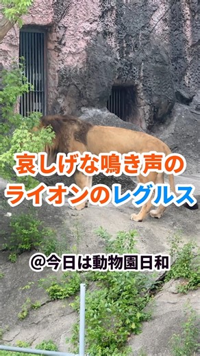 【東山動植物園】哀しげな声で鳴くライオンのレグルス