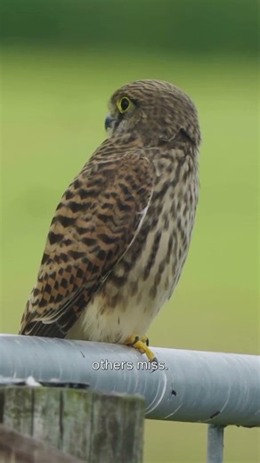 What Peregrine Falcon Symbolism Reveals
