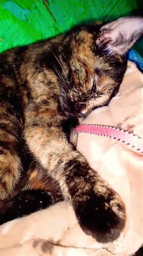 My Cat Bibi Pakul Sleeping In Afternoon