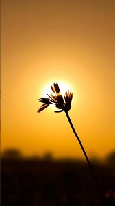 How To Use Pro Mode In Mobile Camera 📸🔥 | Tips And Tricks With Phone Using Pro Mode 💡