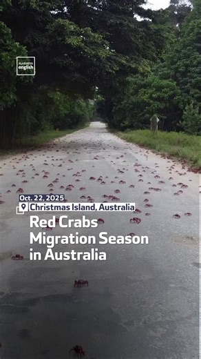 10K views · 221 reactions | Millions of red crabs are on the move again on Australia’s Christmas Island, as their annual migration to the ocean begins. Drone footage from Parks Australia shows the crabs carpeting roads on their journey to breed. #RedCrabs #Australia | Al Arabiya English | Facebook