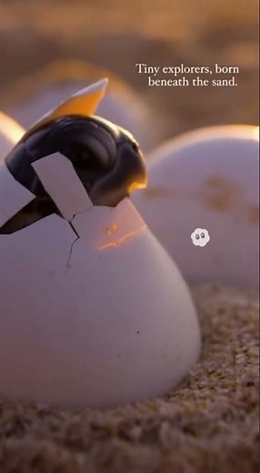 Baby sea turtles running to the ocean 🐢