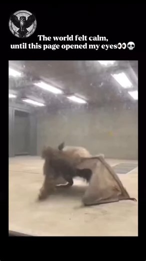 Wild Life Decoded on Instagram: "🦇 Meet the Giant Golden-Crowned Flying Fox — the largest bat on Earth. With a wingspan reaching nearly six feet, this gentle giant glides through the rainforests of the Philippines. 🌿 Despite its massive wings, its body is small — and it feeds mainly on fruit, helping spread seeds across the forest like a silent gardener. 👀 Unlike most bats, it doesn’t use echolocation… it relies on sharp eyesight and smell to find food at dusk. ⚠️ Sadly, this incredible speci