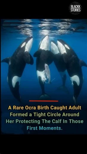 Blackk Stories on Instagram: "For the first time in history, a photographer captured an orca giving birth in the wild. The moment unfolded in the icy waters of Norway. A newborn calf surfaced beside its mother, still bright orange from birth. Around them, a ring of adult orcas moved in tight formation. They weren't hunting. They weren't charging. They were guarding. Scientists have long suspected that orcas form a living shield during birth, but no one had ever documented it. Orcas are top preda