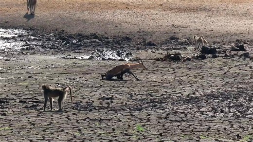 627K views · 10K reactions | In the unforgiving dry season of the...