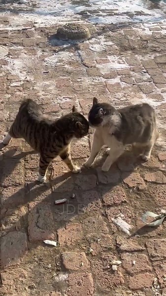 "Cats in action mode 😼🎬" #CatFight #CatMoments