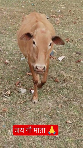 जय गौ माता 🙏 जय माता दी 🙏
