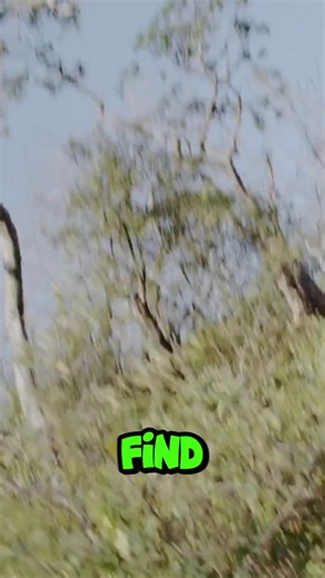 Darting a Bear #animals #fbreels #survival #happy #shorts | Somithol