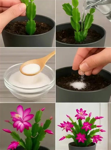 Comment faire fleurir le cactus de Noël toute l'année | Aimer Tant que Possible