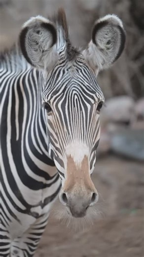 Phoenix Zoo on Instagram: "Did you know that a zebra’s stripes are as unique as a human fingerprint? To the trained eye, our three Grevy’s zebras, Masika, Tuari and Najuma, can be identified just by their stripes. Luckily, you can tell the difference in easier ways, as Jake (Senior Keeper - Hoofstock) mentions in the video! #InternationalZebraDay"