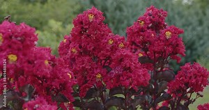 Bees buzz around deep red blooms on Black Diamond Crape Myrtle tree.