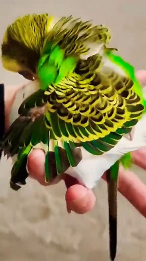 Australian parrots mating 💛💙💚💜❤ #parrots020 #bird