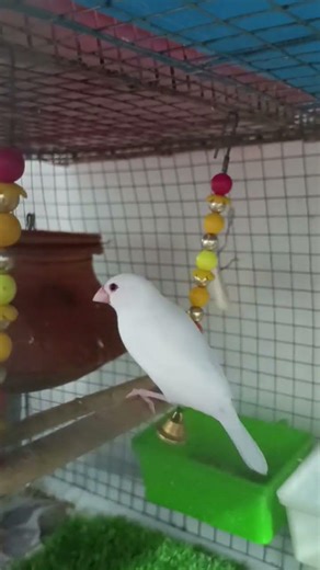 My cutie 🥰😊 Java sparrow Bird 🐦🐦🐦‍⬛🐦‍⬛😍♥️ #javasparrow #birds #birdwings #birdwing