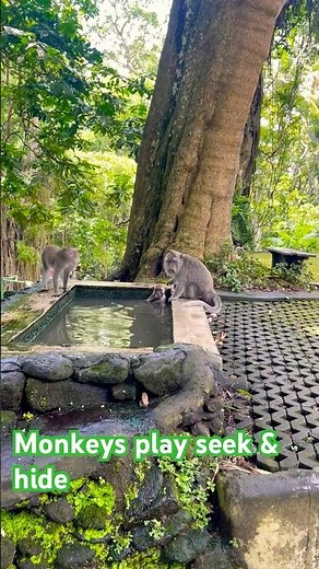 Monkeys enjoy seek and hide game #gaming #monkey #cat #funny