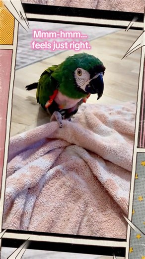 My Certified Bird Fabric Tester🦜 Beach towel test 🏖️