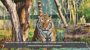 10 Key Scientific Discoveries About Tigers