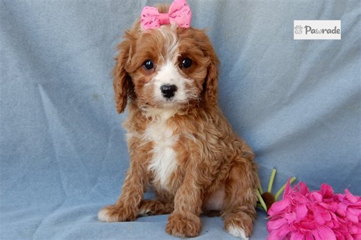 Donna - Cavapoo Puppy 5A43CE