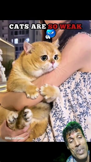 Bahut hee Sharmila Me hoon #cat#viralshort