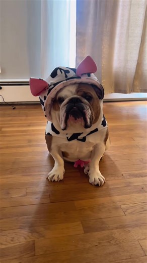 SO SAD 😭😭 . . #bulldog #puppy #englishbulldogpuppy #puppylife #bullies #bulliesofinstagram #bulliesofig #cute #baby #bark #barkbox #puppymodel #puppymodelsearch #puppymodeling #dogsofinstagram #amazonpets #amazonfinds #amazoninfluencer #petreels #reels #dogreel #dogofreels #reels | Stubby The Bulldog