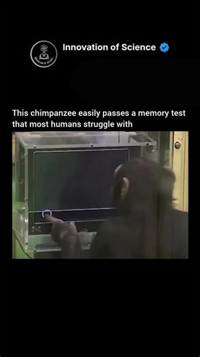 Innovation of science on Instagram: "This chimpanzee may outperform most humans in a rapid memory test. In controlled experiments, chimpanzees can briefly see a set of numbers on a screen and then recall their exact positions after they disappear, often with near-perfect accuracy. Even trained humans usually struggle to match this speed and precision. The advantage is neurological, not general intelligence. Chimpanzee brains are highly tuned for fast visual processing and short-term memory, a tr