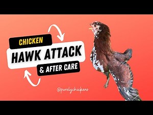 Chicken Hawk Attack & After Care