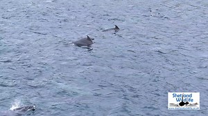 Aerial footage of Bottlenose Dolphins by Hugh Harrop / Shetland Wildlife | Shetland Wildlife