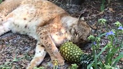 20K views · 77 shares | Apollo, an almost 21 year old Siberian lynx, as always really loved pineapples as his favorite enrichment item! | Big Cat Rescue | Facebook