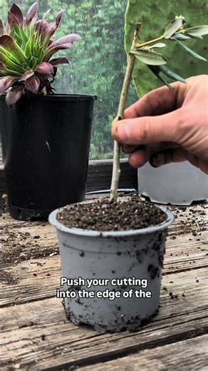 How To Propagate An Olive Tree #propagation #olivetree