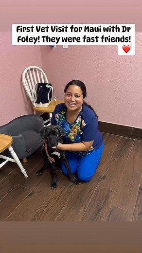 First visit with Dr Foley! #stpetevet #loveyourpup #maui #HealthyPups | Amanda Marie