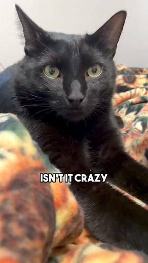 2.3M views · 78K reactions | The futures now old man #cat #blackcat #relatable #funny #catsoffacebook | Leon.TCD | Facebook