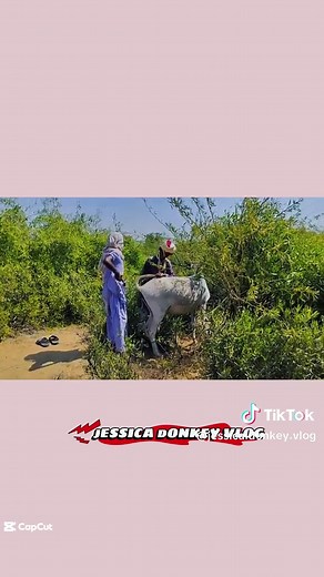 Part 5 Female donkey breeding #donkeymeeting #breeding #donkeybreeding #femaledonkeybreeding #greydonkeymeeting #jessicadonkeyvlog #viral