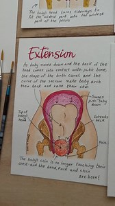 Cardinal Movements of Labour Watercolor Illustrations: Doula Birth Teaching Tools (digital Download) - Etsy