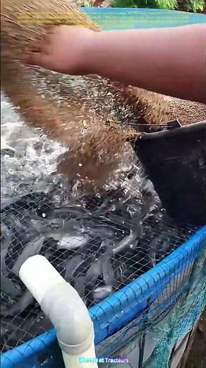 Comment une alimentation bien dosée assure la santé et la croissance des poissons