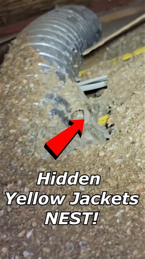 Don't dig around in your attic - Surprise! #fyp #viral #hornetking