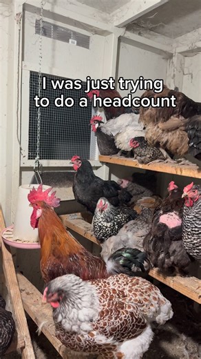 Counting chickens at night can get wild fast. My flock got spooked and made sure the whole neighborhood knew about it! 😅 It’s a good reminder that nighttime is when some predators are most active—so always make sure your coop is predator-proof: ✅ Solid locks ✅ Hardware cloth (not chicken wire) ✅ Secure latches and buried fencing ✅ Motion lights or cameras for peace of mind Your flock depends on you for their safety! 🐓💪 #ChickenKeeper #CrazyChickenLady #PredatorProof #SecureCoop #ChickenSafety
