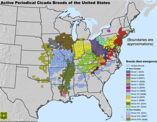 Insect plague: This is the sound after billions of cicadas emerge in the US