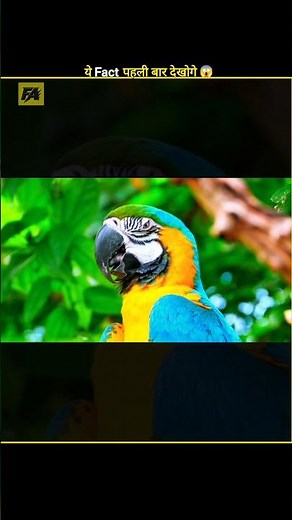 Why Can Parrots Talk Like Humans? 🦜🤯