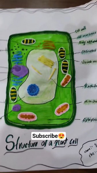Plant cell model | Student made plant cell with clay | #class10 #class8 #education #shorts #science