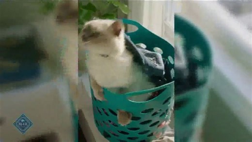 Blue Buffalo Tastefuls TV Spot, 'Let's Talk: Compromise'