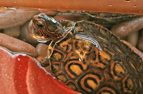 Central American Wood Turtle Care Sheet | Reptiles' Cove